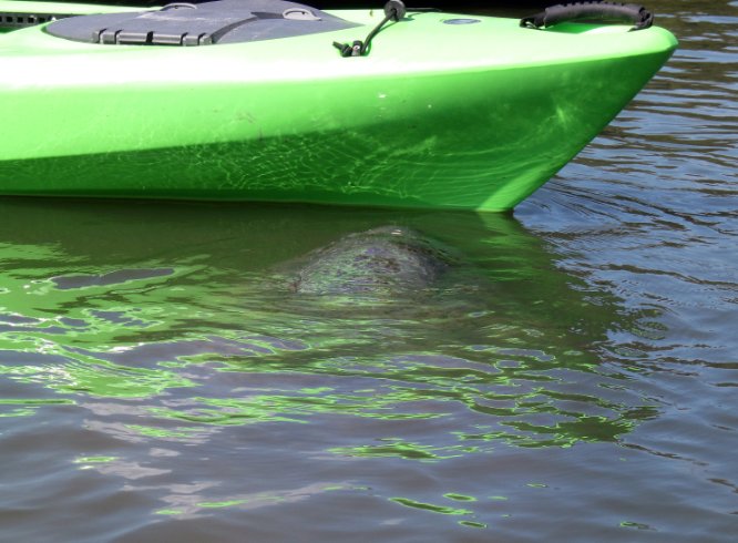 Manatees by the kayaks